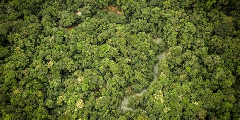 7 Organizations You Can Support to Protect the Amazon Rainforest.
